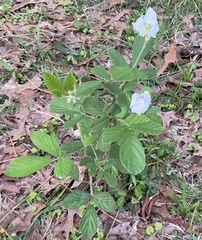Rubus cuneifolius