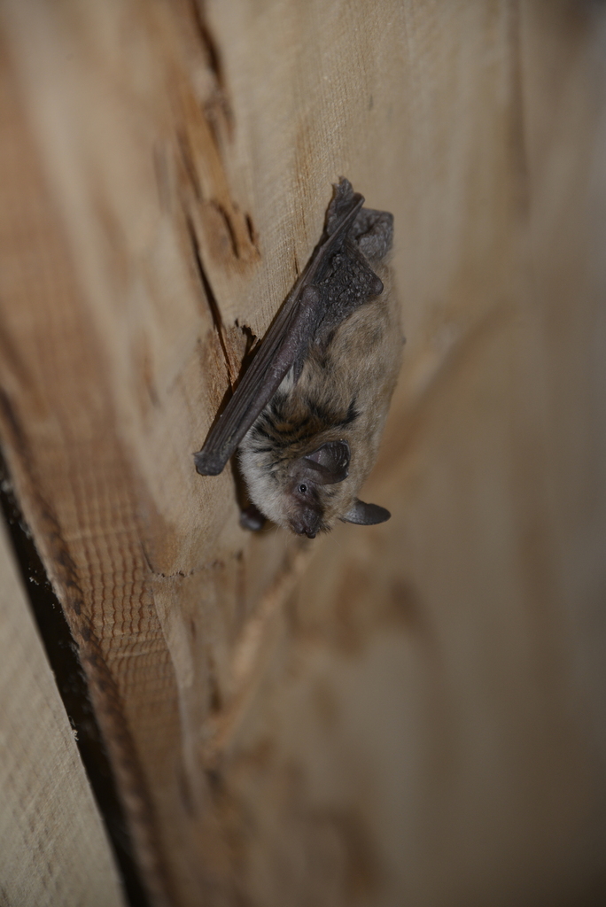 David's Myotis