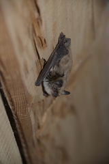 Myotis davidii