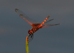 Trithemis monardi
