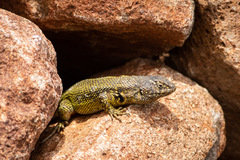 Liolaemus zapallarensis