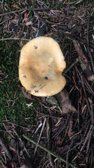 Suillus americanus