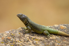 Liolaemus zapallarensis