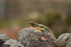 Liolaemus zapallarensis