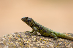 Liolaemus zapallarensis