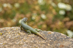 Liolaemus zapallarensis