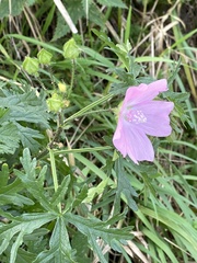 Malva moschata