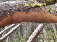 Phellinus resupinatus