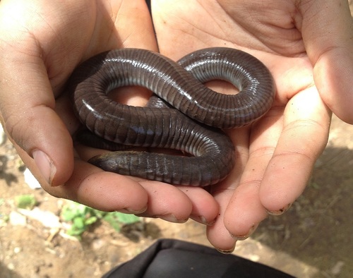 Mexican Caecilian