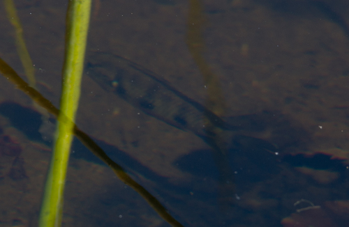 Hemichromis elongatus