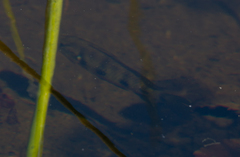 Hemichromis elongatus