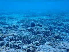 Chaetodon reticulatus