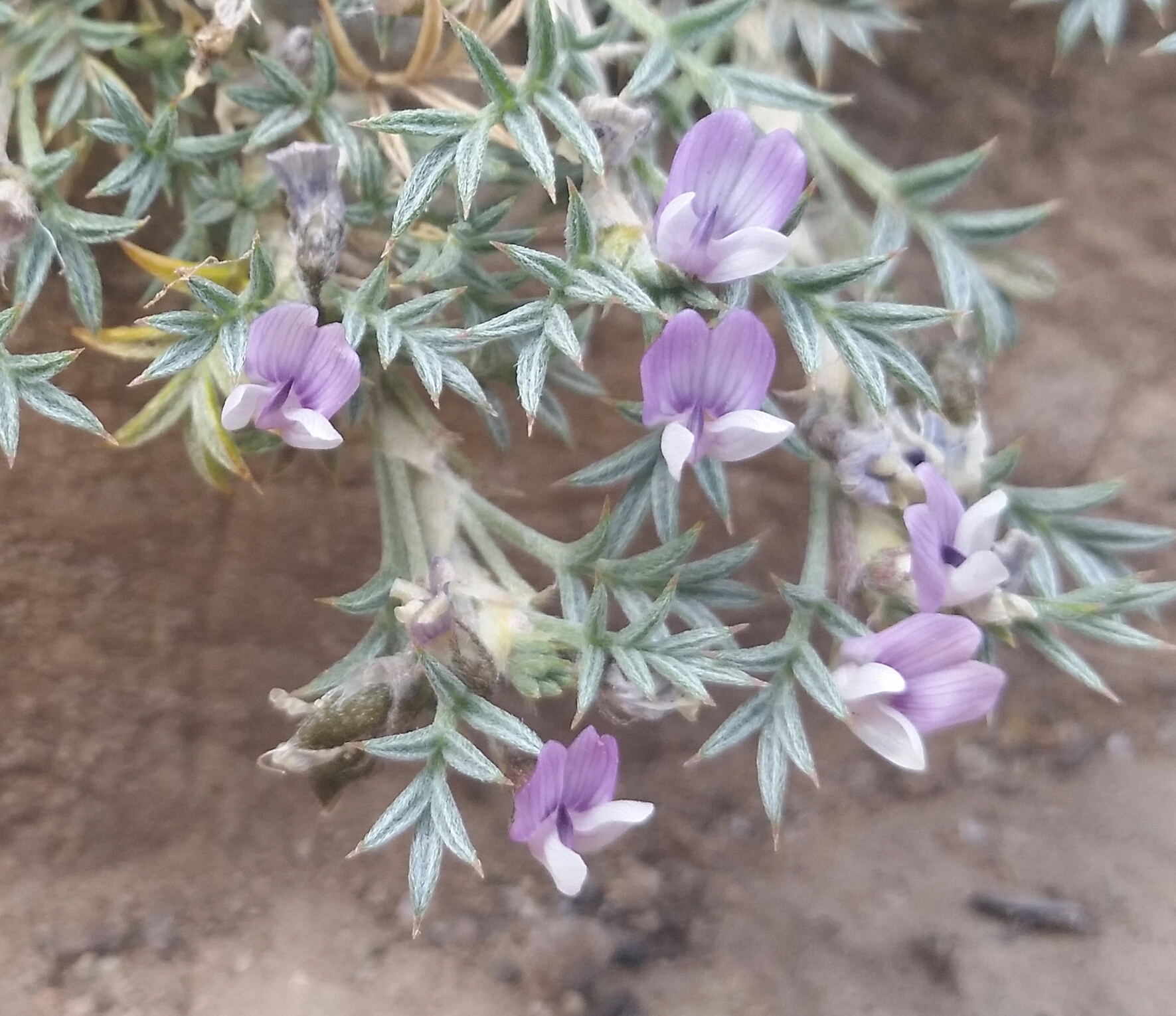 Astragalus kentrophyta