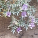 Spiny Milkvetch - Photo (c) Ella, some rights reserved (CC BY-NC), uploaded by Ella
