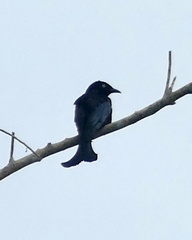 Dicrurus hottentottus