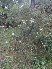 Ozothamnus