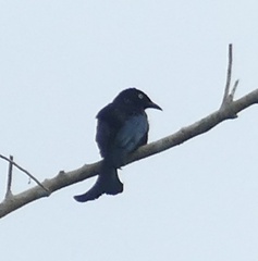 Dicrurus hottentottus