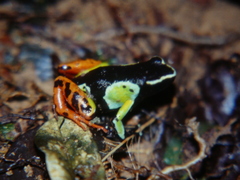Mantella