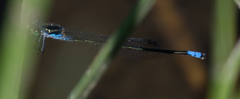 Pseudagrion deningi