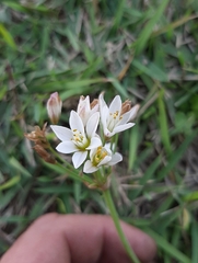 Nothoscordum gracile