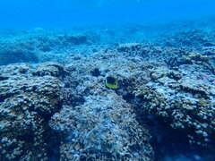 Chaetodon lunula