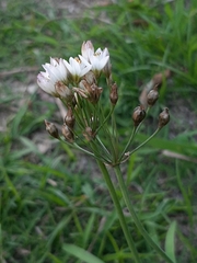 Nothoscordum gracile