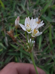 Nothoscordum gracile