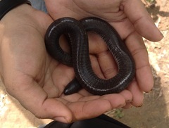 Dermophis mexicanus