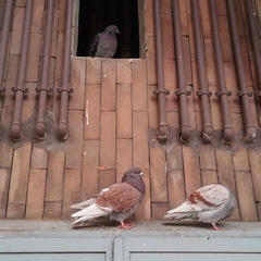 Columba livia domestica