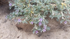 Astragalus kentrophyta tegetarius