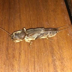 Gryllotalpa australis