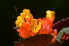 Chrysothemis pulchella