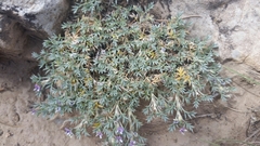 Astragalus kentrophyta tegetarius