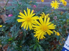 Euryops pectinatus