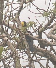 Rhabdotorrhinus exarhatus