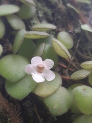 Codonanthe devosiana