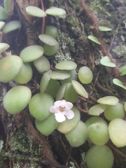 Codonanthe devosiana