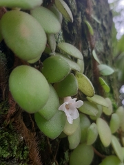 Codonanthe devosiana