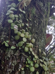 Codonanthe devosiana