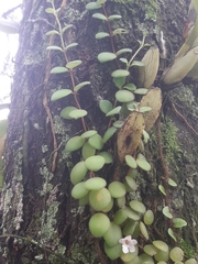 Codonanthe devosiana