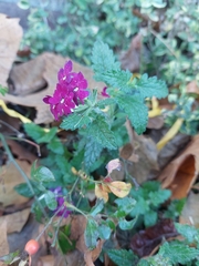Glandularia canadensis