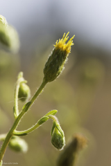 Heterotheca oregona