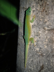 Phelsuma kochi