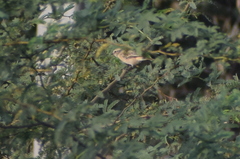 Saxicola maurus