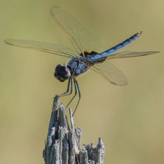 Urothemis edwardsii