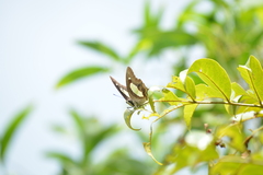 Polyura