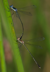Lestes pinheyi