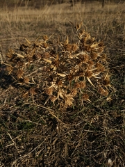 Eryngium campestre