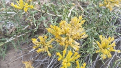 Chrysothamnus viscidiflorus viscidiflorus