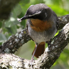 Cossypha caffra caffra